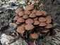 Barna porhanyósgomba (Psathyrella piluliformis), Budai-hegység